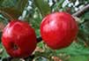Ripe Apples