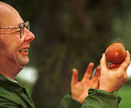 The perfect perry pear