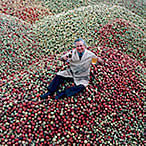 Westons Cider Apples